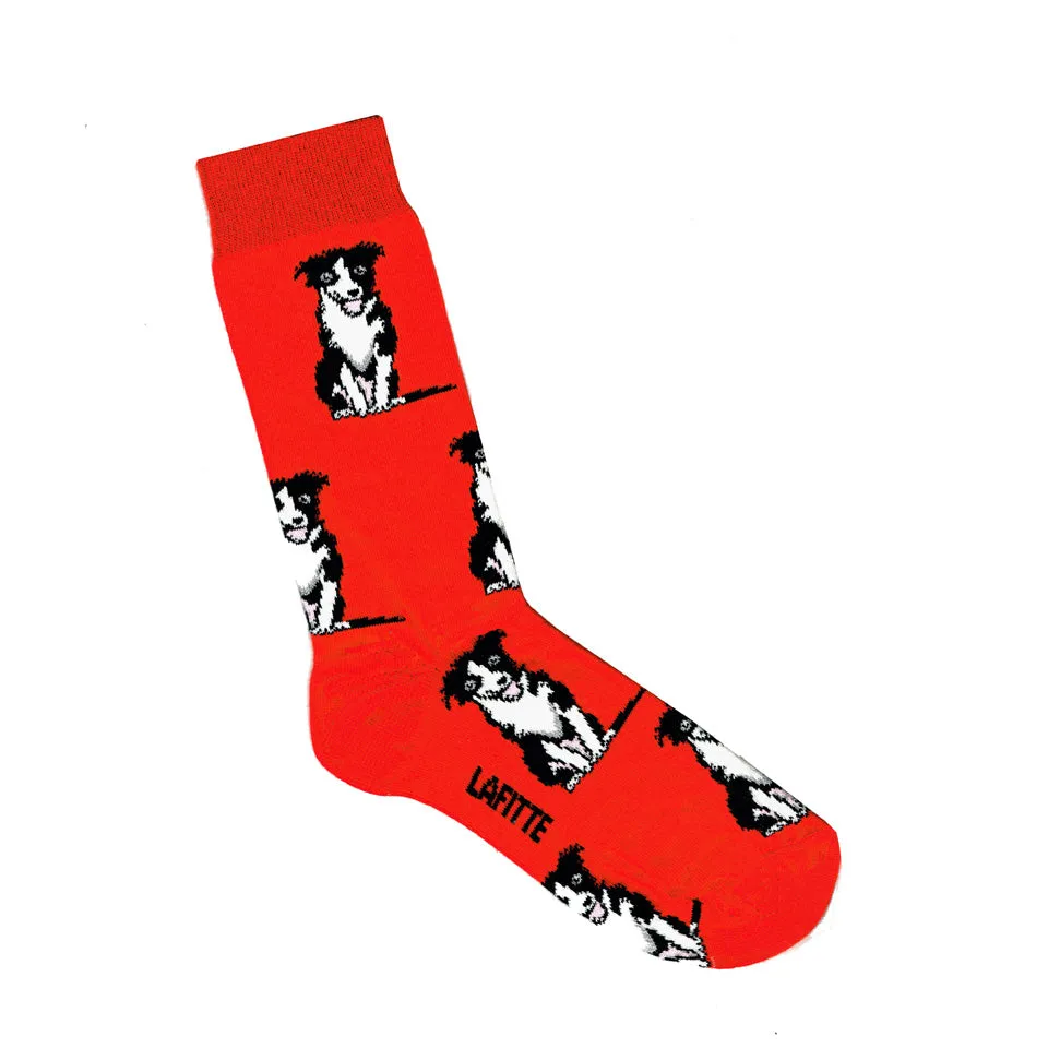 Border Collie Socks