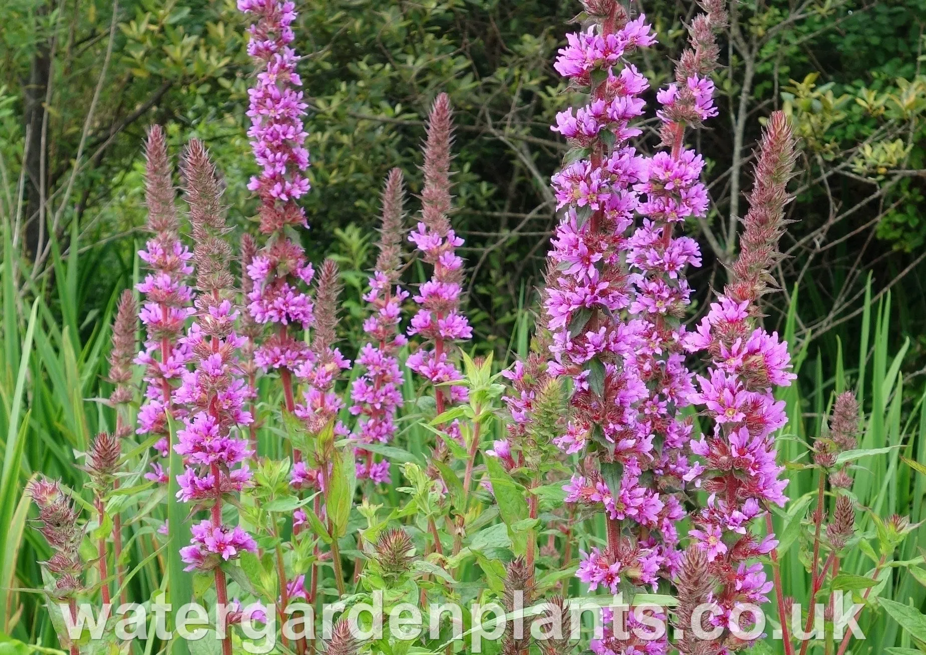 Lythrum salicaria - Purple Loosestrife