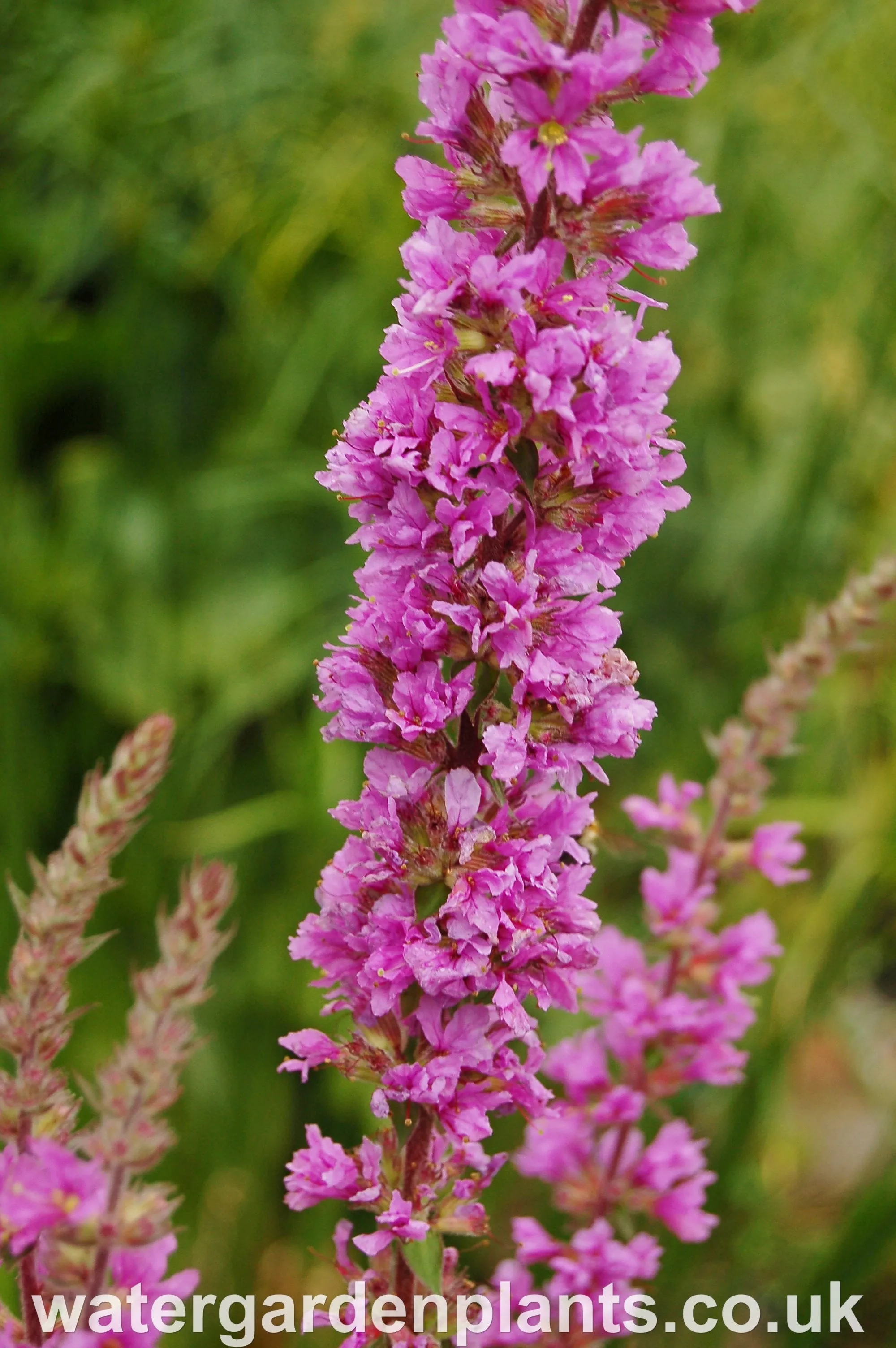 Lythrum salicaria - Purple Loosestrife